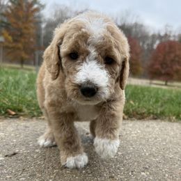 Piglet - Dark Pink - Red  female Goldendoodle puppy in Kent City, Michigan from Hannah Mae Doodles