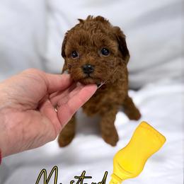 Poodle Puppies from KC Poodles of PA