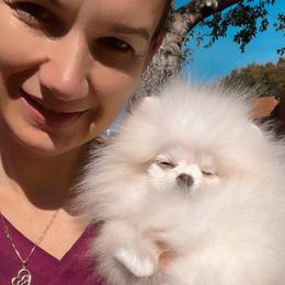 Pomeranian Puppies from Pomeranian Empire