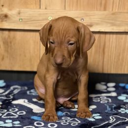 Puppy 3 - Golden rust male Vizsla puppy in Coal Center, Pennsylvania from Waymaker Vizslas
