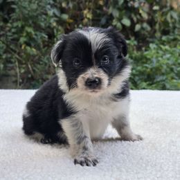 Fire - Black and white female Border Collie puppy in East Brady, Pennsylvania from Riverwood