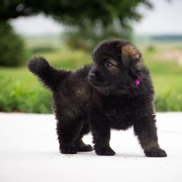 Chikka - German Shepherd