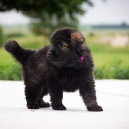 Chikka - German Shepherd