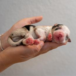 Gunther - Blue merle male Australian Shepherd puppy in Bertram, Texas from Ashley’s Australian Shepherds