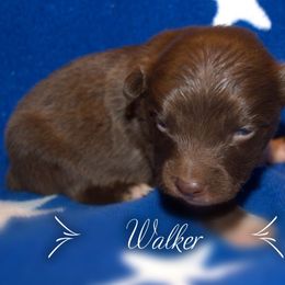 Australian Shepherd Puppies from Copper Kettle Ranch