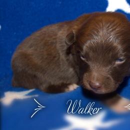 Australian Shepherd Puppies from Copper Kettle Ranch