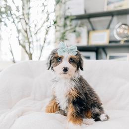 Millie - Merle female Bernedoodle puppy in Murray, Utah from Sun Valley Doodles