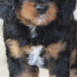 Cavalier King Charles Spaniels from Penny and Friends Kennel