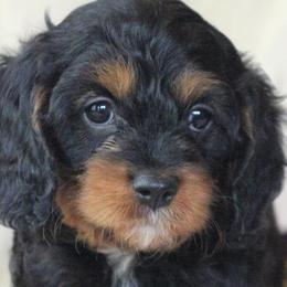 Cavalier King Charles Spaniels from Penny and Friends Kennel
