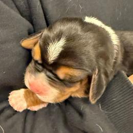 Madison - Black brown and white female Basset Hound puppy in Knoxville, Tennessee from Well Hounded Bassets