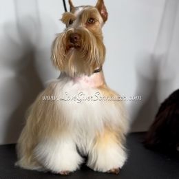 Blondie - Miniature Schnauzer