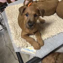 Lavender - Red female Irish Terrier puppy in Woodland, California from Morrigan Irish Terriers