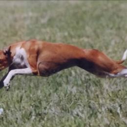 Italian Greyhounds from Bellagio Italian Greyhounds