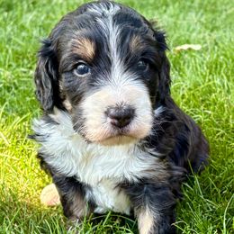 Sequoia - Tri-color female Bernedoodle puppy in Larimer County, Colorado from Puppy Love Doodles