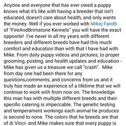 Great Dane Puppies from F&B Kennels