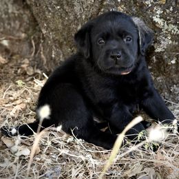 Labrador Retriever Puppies from Sugarpine Labradors