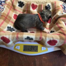 5 Red - Agouti and white male Siberian Husky puppy in Dane, Wisconsin from Sunny Hurricane Siberians