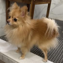 Kyo - Pomeranian