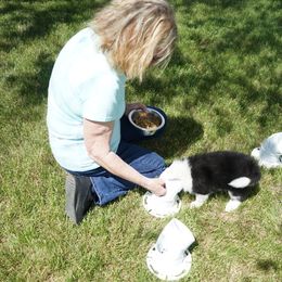 Icelandic Sheepdog Puppies from PurpleSage Icelandics