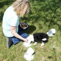 Icelandic Sheepdog Puppies from PurpleSage Icelandics