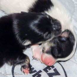Pomeranian Puppies from Pawsome Poms
