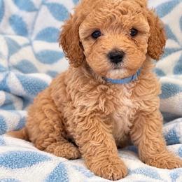 Nugget - Apricot male Poodle puppy in Surprise, Arizona from Gentle Paw Poodles and Doodles