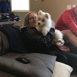 Samoyed Puppies from Kenjo Samoyeds