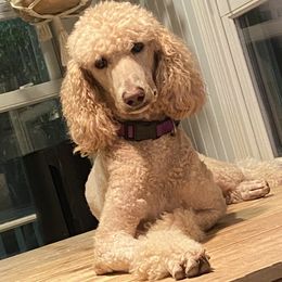 Biscuit - Poodle