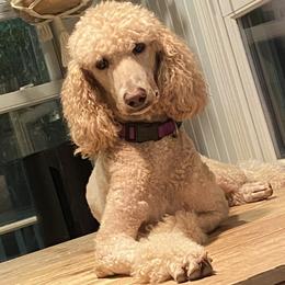 Biscuit - Poodle