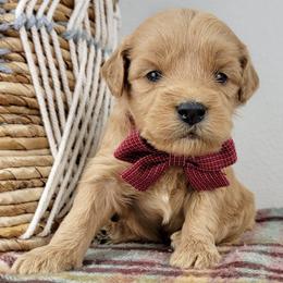 Winnie - Apricot female Goldendoodle puppy in Temecula, California from Oodles O'Doodles