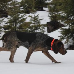 Boone - Bluetick Coonhound