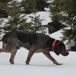 Boone - Bluetick Coonhound