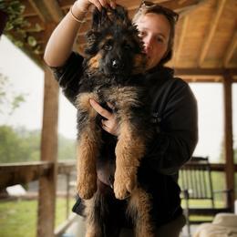 Alder - Black and red male German Shepherd puppy in Lexington, Virginia from Stahlhaus ( Previously Buffelbach Farmstead Shepherds)