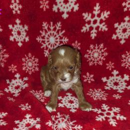 Nina - Red female Cavapoo puppy in Copan, Oklahoma from Lebel Cavapoos