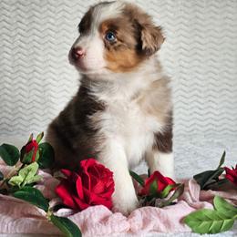Roanie - Red merle female Australian Shepherd puppy in Mountain Grove, Missouri from K Bar H Farms
