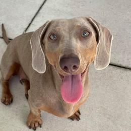Jelly  - Dachshund