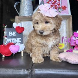 Mira - Red female Maltipoo puppy in West Jordan, Utah from Mid Sized Maltipoos and More LLC