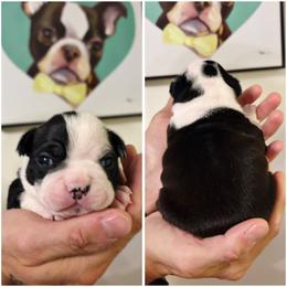 Girl 2 - Black and white female Boston Terrier puppy in Puyallup, Washington from NW Boston Terriers