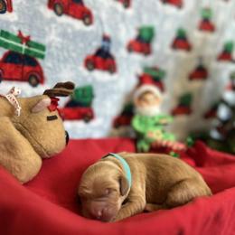Pecan - Golden female Golden Retriever puppy in Sandy, Oregon from Treasured K-9s