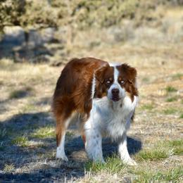 Rodeo - Australian Shepherd