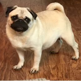 French Bulldogs and Pugs from Lyons Pride Pups