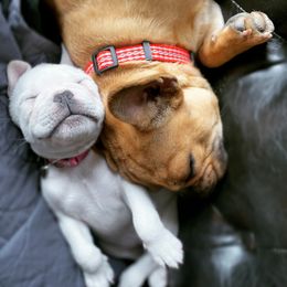 French Bulldog Puppies from Creekside