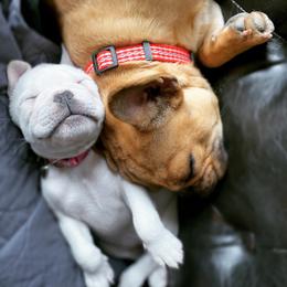 French Bulldog Puppies from Creekside