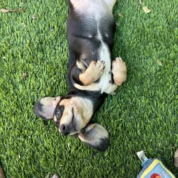 Rose - Black and cream female Dachshund puppy in Irving, Texas from DFW Dachshunds by G & S