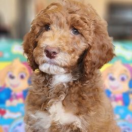 Rubble- paw patrol - Caramel red male Labradoodle puppy in Phelan, California from Family Doodles