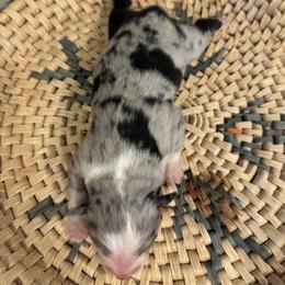 Madi - Blue merle female Miniature Australian Shepherd puppy in North Lakeport, California from Wild Rose Ranch