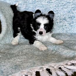Whale - Black and white male Chinese Crested puppy in New Smyrna Beach, Florida from FronkLinn Kennel