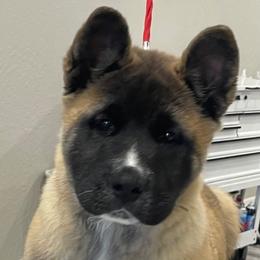 Ruby - Red Akita puppy in Reno, Nv Or Redding, Ca., Nevada from Kicho Na Akitas