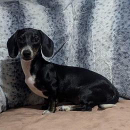 2 Arrow - Black and cream male Dachshund puppy in Central Point, Oregon from MRS Long Dog Ranch
