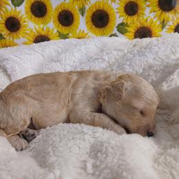 Dillon - Apricot male Poodle puppy in Blanch, North Carolina from Faithful Hearts Kennel